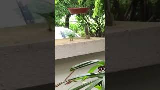 mom's regular guest #music #guitar #love #song #acoustic #parrot #squirrel