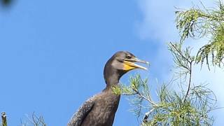 Cormorant Panting at Gatorland