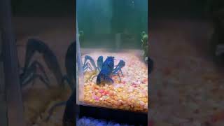 KEEPING CRAYFISH AS A PET