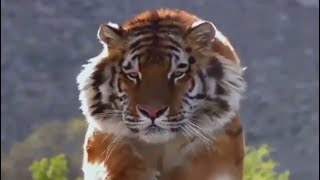 PREDATORS🐅 WITH OTHER ANIMALS | 👍 ANIMALS