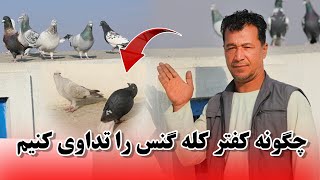 چگونه کفتر کله گنکس را درمان کنیم در این برنامه/ عبدالباقی سلطانی 031 Afghan Shawqi