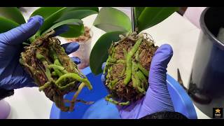 Replanting Root Rotted Twin Orchids In One Pot