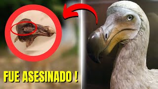 El famoso Dodo de Oxford NO murió por causas naturales: ¡FUE ASESINADO!