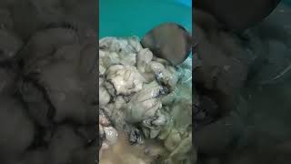 KILAWING TALABA #shorts #rawoyster #shortvideo #short