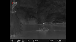 Pygmy Hippo in a Thermal Imager! I Saw Several of These Guys, But They Hated Any Light for Filming!