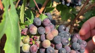 Vous souhaitez connaitre les 2 étapes clés du mois d'août avant les vendanges