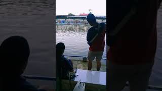 Joran Melengkung Mancing Patin galatama #shorts #Mancing