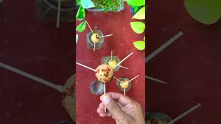 Avocado Seed Propagation - One Month Update #shorts