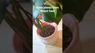 Keep plants cool in summer#गर्मियों में पौधों को ठंडा कैसे रखें#coconut coir use#summer#shorts