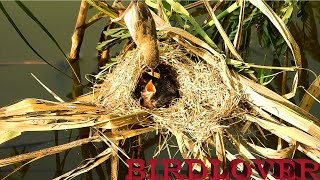 Bird feeding in the nest at the riverbank.