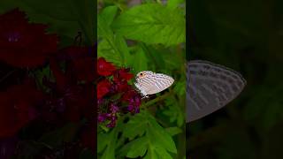 Fulthunge rani #butterfly #garden #nature #explore #trendingshorts