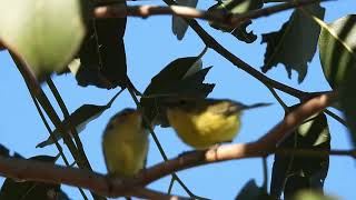 yellow thornbill feeding blury but cute as