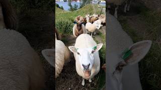 Morning with the flock #flock #shepherd #sheep #funny #work #shorts #viral #explore #rural #simple