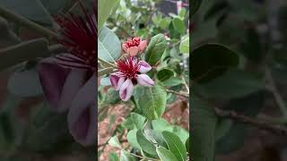 Grow Tropical Fruit in Cold Climate! Pineapple Guava!