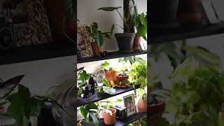 A DAY TAKING CARE OF PLANTS 🪴 #plants #houseplants