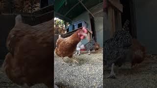 Backyard Chickens Fun 14 #chicken #hen #chickenhouse #backyardchickens #rooster #farmlife #henhouse