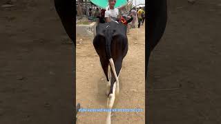 Vashi  hf ਪਿੰਡ ਰਾਮ ਨਗਰ ਭੱਠਲ਼ (ਮਾਨਸਾ)ਫੋਨ ਨੰਬਰ-90561 37174  #cow #viral #buffalow #animals