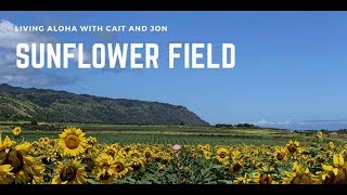 Waialua Sunflower Field