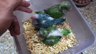 Hand Feeding Monk Quaker Parrots | Monk Parrots