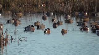 Shoveler