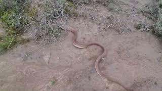 Cape Cobras being released back into nature.