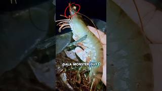 Udang Windu Monster 😱 #fypシ゚viral #udanggalah #udangwindu #fishing