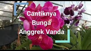 Cantiknya Bunga Anggrek Vanda