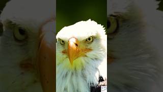 The Majesty of Eagles in 40 Seconds