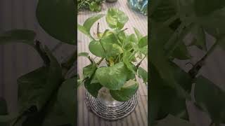 how to grow money plant in water#money plant#shortvideo