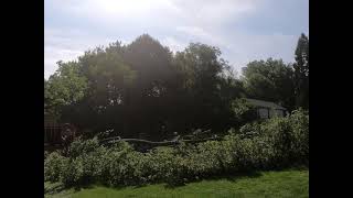 Linden tree removal time lapse