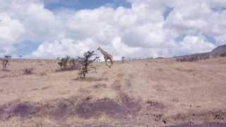 Giraffe Serengeti