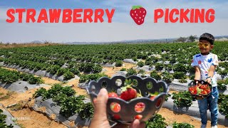 🍓Strawberry Picking at Bangalore 👨‍🌾