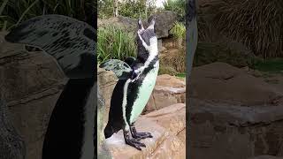 Humboldt PENGUIN MATING CALL, Penguin close up braying, Penguin vocalisation, Penguin courtship