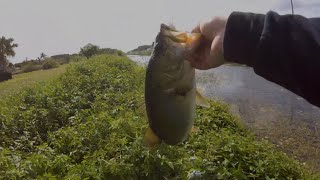 topwater bass fishing