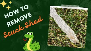 Escape the Nightmare: Removing Stuck Snake Shed