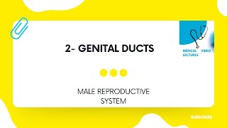 Genital Ducts | CHAPTER#10- MALE REPRODUCTIVE SYSTEM