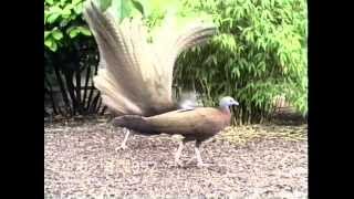 The Malay Great Argus Pheasant