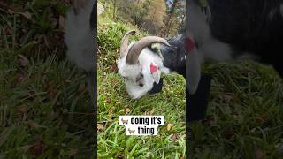 Cute Norwegian goat 🐐 living it’s life to the fullest. #shorts #cuteanimals #goat