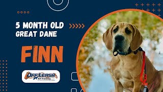 Great Dane, 5 m/o, "Finn" | Incredible Great Dane Obedience Training | Off Leash K9 Spokane