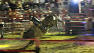 International Rodeo in Benque 2023