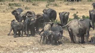 Trouble in the Mud: Bull Elephant's Bath-time Bullying