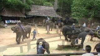 Maesa Elephant Camp,