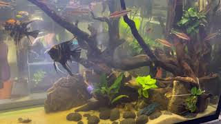 Monster Fish Tank 🔥😍 |  Huge Fish Tank | Cichlid Fish Tank | Denison Barbs | Koi Angel fish #fish