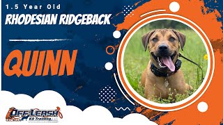 Quinn | 1.5 Year Old Rhodesian Ridgeback | 1 Week Board & Train | Off Leash K9 Training, Georgia