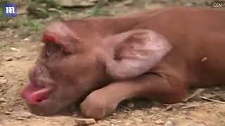 Bizarre mutant piglet looks like a monkey and has on eye