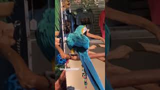 Dancing Macaw🤗 #parrot #macaw #trending #youtubeshorts