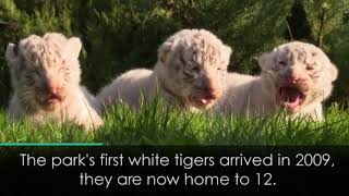 Three adorable white tigers born in Crimea