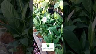 Peacelily Plants #peacelily #youtubeplants #homeplants