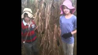 Corn Picking #2