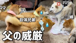 【音量注意】柴犬家族で大興奮中に最強ママの一喝でスンッとなる夫柴犬でしたが最後は威厳を発揮し感動しました！